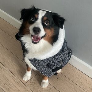 Moose Knuckles dog jacket